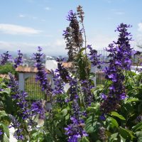 1 June 2018: Natural beauty: Flowers from our garden